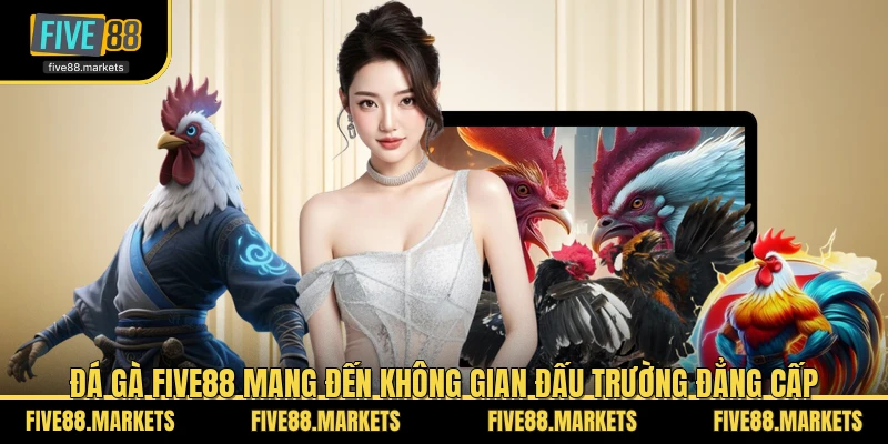Đá gà FIVE88 mang đến không gian đấu trường đẳng cấp