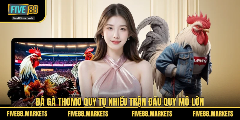 Đá gà Thomo quy tụ nhiều trận đấu quy mô lớn